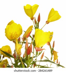 Oenothera glazioviana flower isolated on white, vector