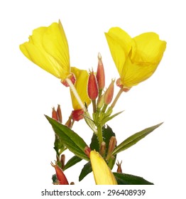 Oenothera glazioviana flower, vector