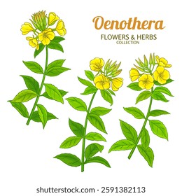 Oenothera Plant Colored Detailed Illustration