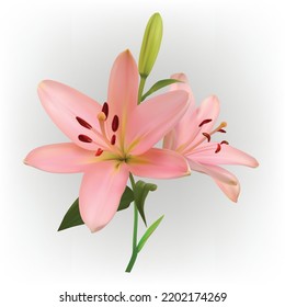 Off Pink lily flower isolated on white background. Realistic vector illustration.