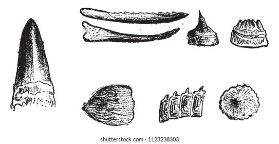 Offensive and defensive weapons of Devonian Pisces, vintage engraved illustration. From Natural Creation and Living Beings.