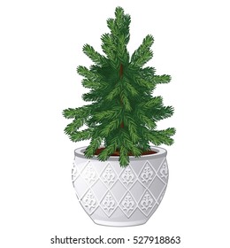 Office fir tree growing in ceramic pot in vintage style isolated on white background. Miniature potted plants in the style of New year and Christmas for home and office. Vector spruce.