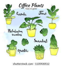 Office indoor plants - vector hand drawn watercolour illustration set. Cute doodle plants: succulent, crassula, opuntia, ficus. 