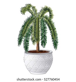 Office palm tree isolated on white background. Vector illustration.
