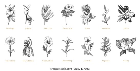 Officinalis plants sketches in vector, design elements. Botanical drawings in engraving style. Cosmetic and pharmaceutical herbs, hand drawn illustrations.