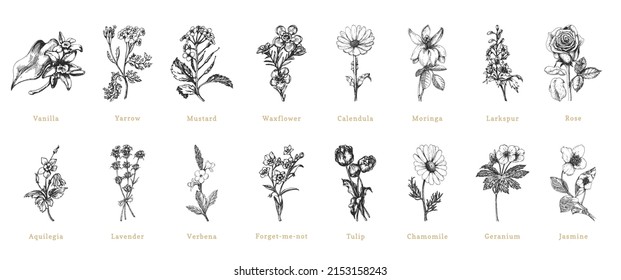 Officinalis plants sketches in vector, design elements set. Collection of botanical drawings in engraving style. Cosmetic and pharmaceutical herbs, hand drawn illustrations.