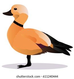 Ogar bird