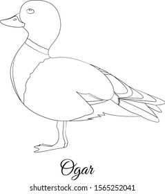 Ogar bird coloring. Vector outline image