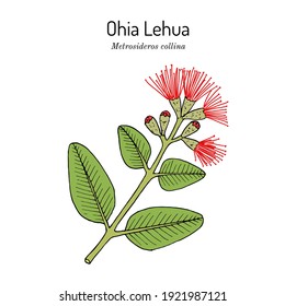 Lehua の画像 写真素材 ベクター画像 Shutterstock