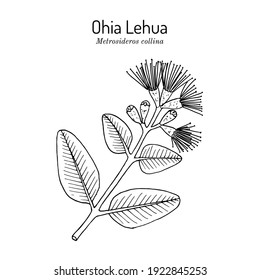 Lehua の画像 写真素材 ベクター画像 Shutterstock