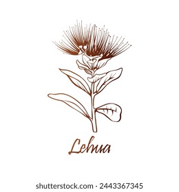 Ohia Lehua state flower of Hawaii. Hand drawn botanical vector illustration