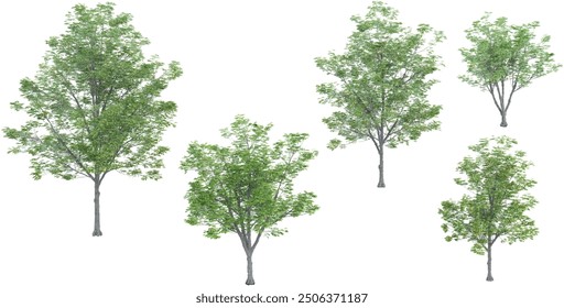 Ohio buckeye trees with transparent background, 3D rendering, for illustration, digital composition, architecture visualization