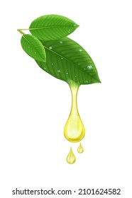 Gota de aceite de hoja verde fresca de Kratom (Mitragyna speciosa) Plant herbal alternativo, narcóticos, analgésicos. Concepto médico. Vector 3D realista. Aislado sobre fondo blanco.