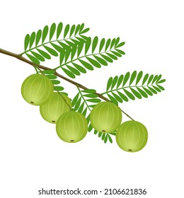 Oil drop from fresh indian gooseberry or Amla fruit. Medicinal fruit It is very rich in Vitamin C and contains many minerals. Medical concept. Realistic 3D vector. Isolated on white background.