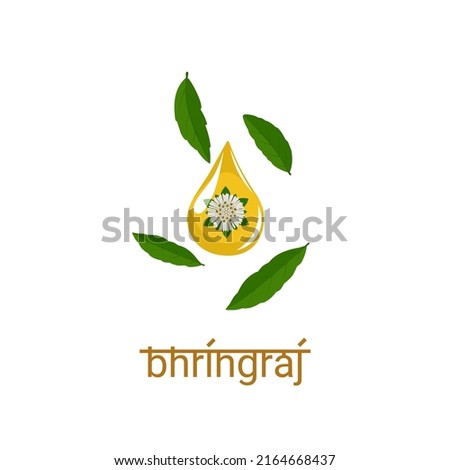 Oil drop with leaves and flowers of Eclipta Alba or Eclipta Prostrata. in india it is called as bringraj. Bhringraj typography. suitable for product packaging labels. vector illustration.