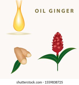 Oil Ginger shiny drop, root, red inflorescence - vector. Medicinal plants. Healthy eating Cosmetic for massage. Spa.