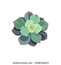 Oil painted Echeveria Pulidonis on white isolated background, isolated Succulent Stone Rose in Flat design style for prints, patterns, postcards, stickers, icons for social media, apps, websites.