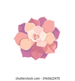 Oil painted pink Echeveria Pollux on white isolated background, vector Succulent Stone Rose in Flat design style for prints, patterns, stickers, elements of decor foe social media, apps, websites.