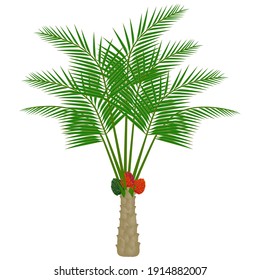 Oil palm tree with fruits on a white background.