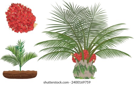 oil palm tree Vector Illustration on a white background.