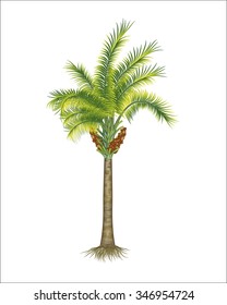 ilustración vectorial de la palma de aceite aislada en blanco