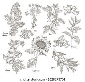 Oil plants set. Canola, cotton, flax, sunflower, olive, soy and sesame branches and flowers hand drawn. Vector illustration botanical. Vintage engraving.