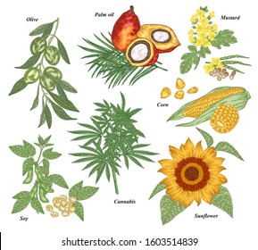 Oil plants set. Olive, soy, cannabis, sunflower, mustard, corn, oil palm branches, friuts and flowers hand drawn. Vector illustration botanical. Vintage engraving style.