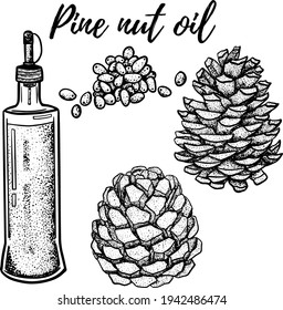 Oil set. Hand drawn vector illustration. Pine nut oil. Use for cosmetic products or food. Sketch style vector organic food illustration.