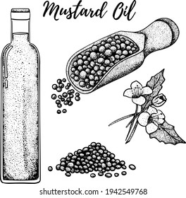 Oil set. Hand drawn vector illustration. Mustard oil. Use for cosmetic products or food. Sketch style vector organic food illustration.