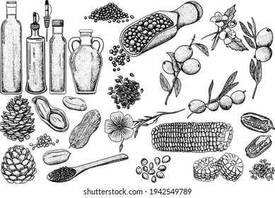 Oil set. Hand drawn vector illustration. Olive, mustard, corn, pine nut, flax seed, sesame seed, peanut oils. Use for cosmetic products or food. Sketch style vector organic food illustration.