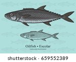 Oilfish, Escolar. Vector illustration with refined details and optimized stroke that allows the image to be used in small sizes (in packaging design, decoration, educational graphics, etc.)
