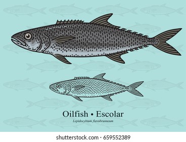 Oilfish, Escolar. Vector illustration with refined details and optimized stroke that allows the image to be used in small sizes (in packaging design, decoration, educational graphics, etc.)