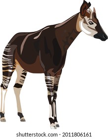  Okapi. Color vector illustration