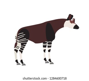 Okapi or forest giraffe isolated on white background. Cute wild herbivorous exotic African animal. Endangered species of Africa, tropical fauna. Colorful vector illustration in flat cartoon style.