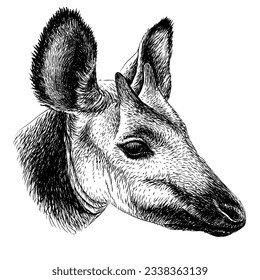 Okapi. Graphic portrait of okapi in sketch style on a white background. Digital vector graphics.