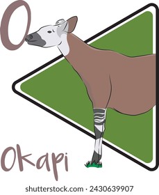 Okapi is known as the “forest giraffe”. Active during the day, the elusive okapi prefers to be alone. Found in the rainforests of the Congo region.