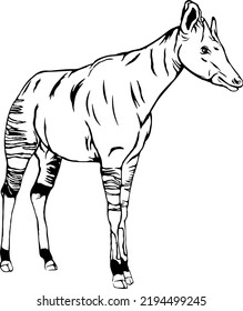 Okapi standing, outline vector illustrations design 
