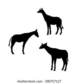 Okapi vector icons and silhouettes. Set of illustrations in different poses.