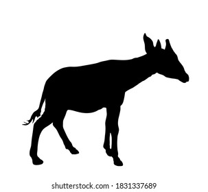 Okapi vector silhouette illustration isolated on white background. Forest giraffe. Okapia Johnstoni symbol.
