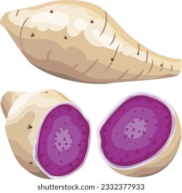 Okinawa Yam Okinawa Purple Yam Ube Taro Hand Drawn Vector Illustration Set Isolated