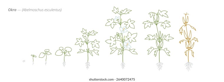 Okra Growth Stages from Seed to Mature Plant Vector Illustration for Agribusiness and Crop Planning