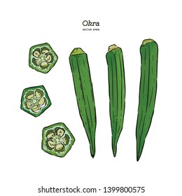 Okra, Hand draw sketch vector. Vegetable