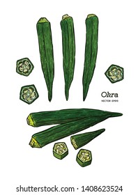 Okra, Hand draw sketch vector. Vegetable