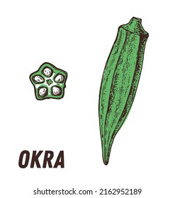 Okra hand drawn vector illustration. Okra vegetable hand drawn.