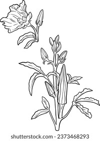 Okra plant botanical coloring for education and mental health