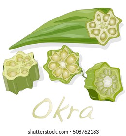 Okra plant vector illustration isolated