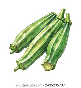 okra vector illustration in watercolour style