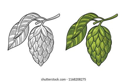 Oktoberfest. Hop plant for decoration of shops, restaurants, markets, labels and packaging. Vector illustration. Isolated image on white background. Vintage style.