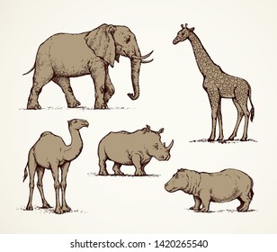 Old africana big powerful ungulate tropical jungle fauna beast isolated on white background. Freehand outline ink drawn picture sketch in art doodle style pen on paper. Side view with space for text