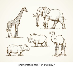 Old africana big powerful ungulate tropical jungle fauna beast isolated on white background. Freehand outline ink drawn picture sketch in art doodle style pen on paper. Side view with space for text